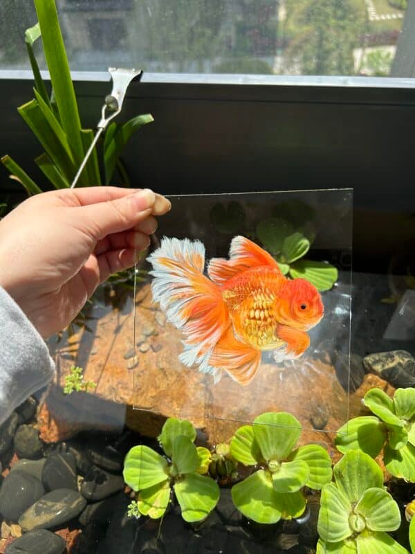 3D glass pet portrait-single layer - Image 6